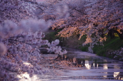 桜色の世界②