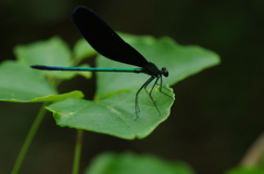 black & green