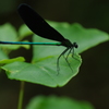 black & green