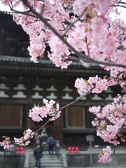 東寺金堂