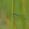 blue star