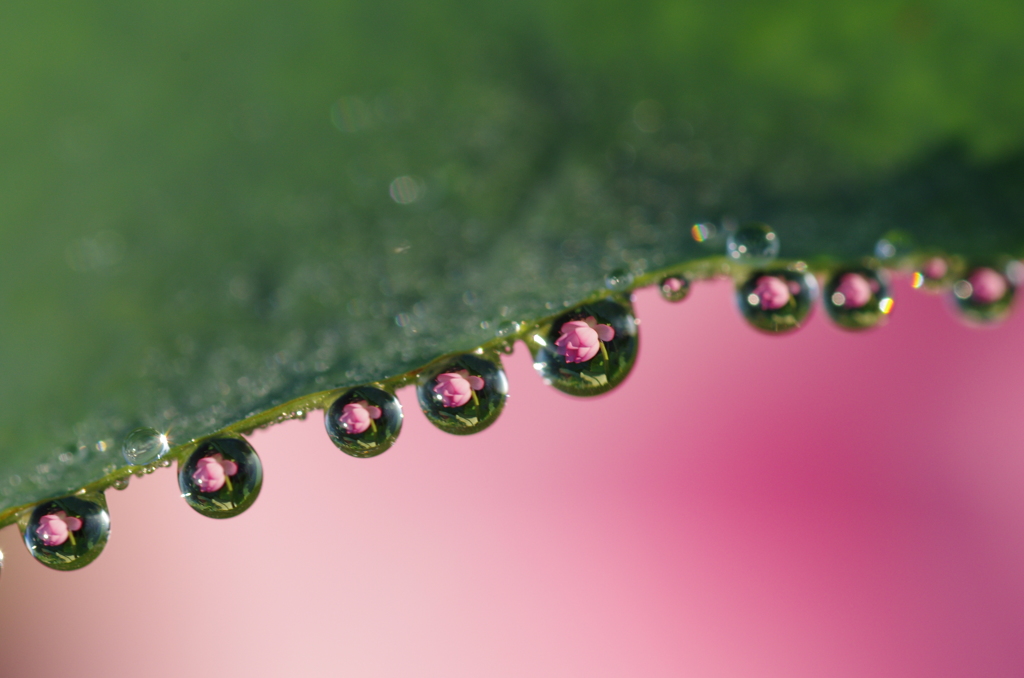 雨滴花