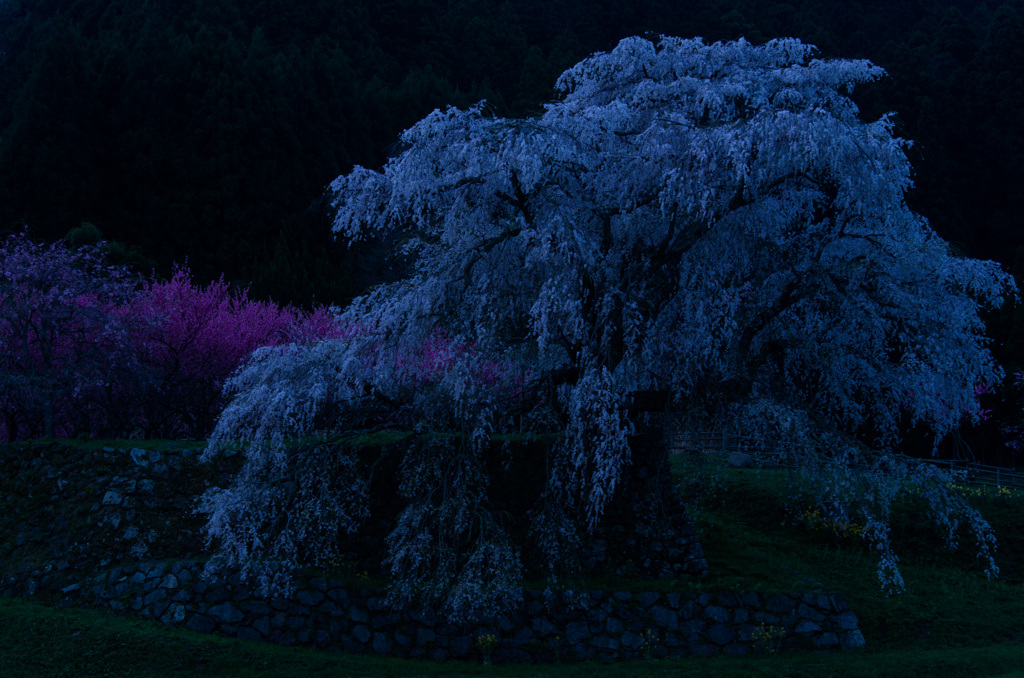 夜明け前の又兵衛桜