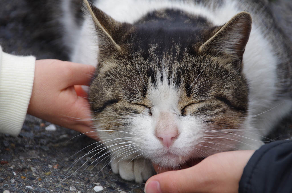 ごろにゃん