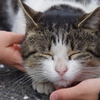 ごろにゃん