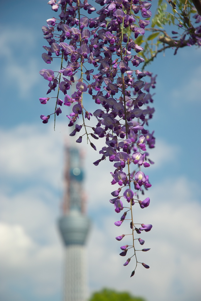 スカイツリー 回顧録_１２７