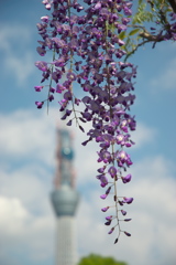 スカイツリー 回顧録_１２７