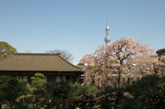 東京スカイツリー１１９