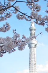 ツリーとサクラ_１