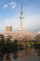 墨田公園のサクラ