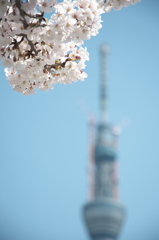 春