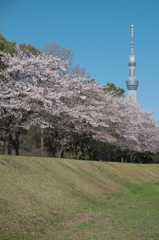 春のサクラ