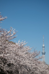 春
