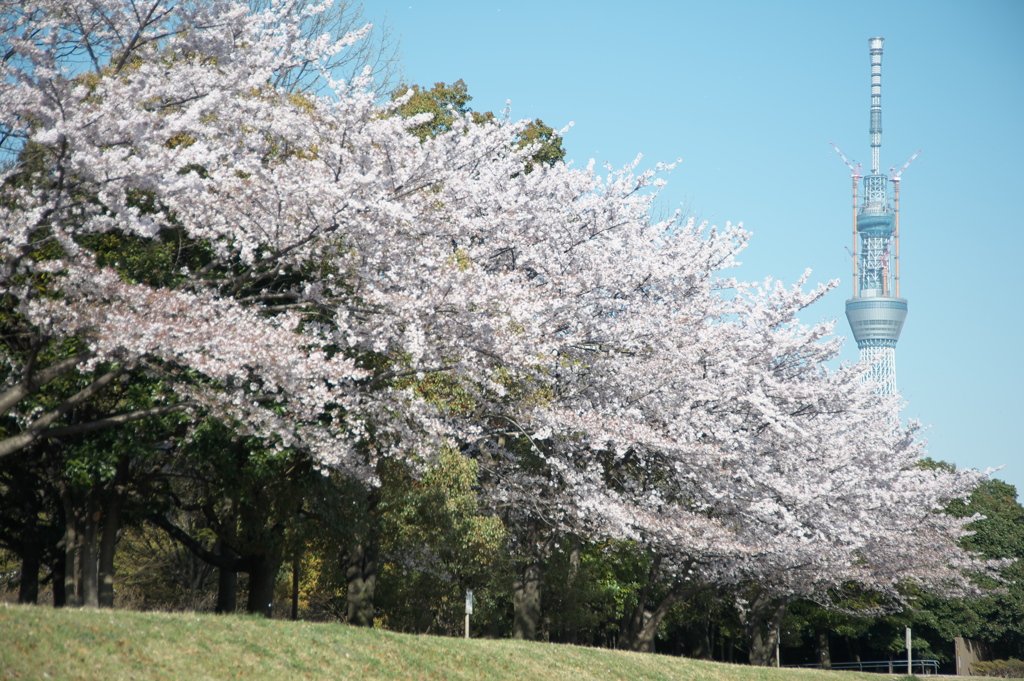 スカイツリー 回顧録_７９