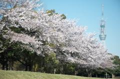 スカイツリー 回顧録_７９