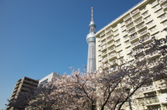 東京スカイツリー００７