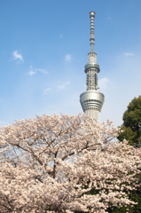 サクラ