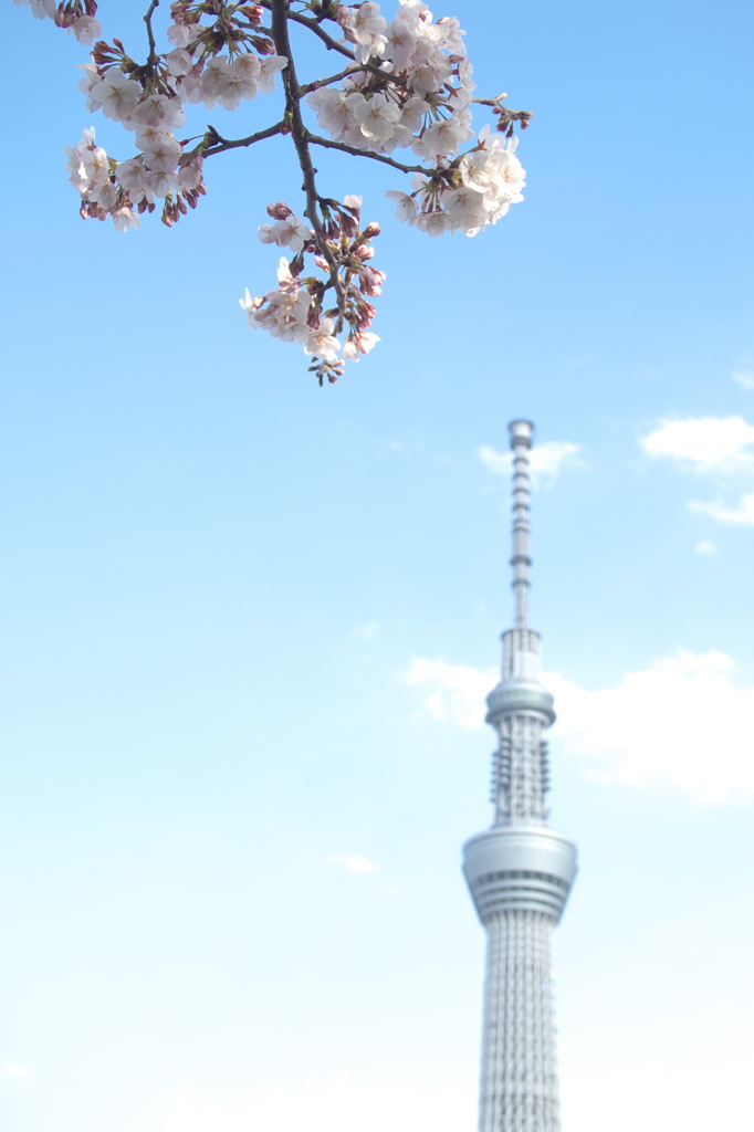 隅田川の桜