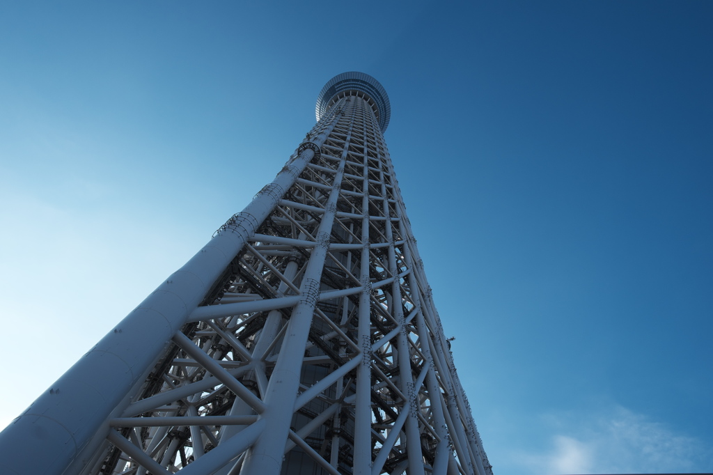 見上げるツリー