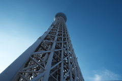 見上げるツリー