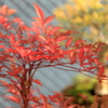 今年も色づきました。