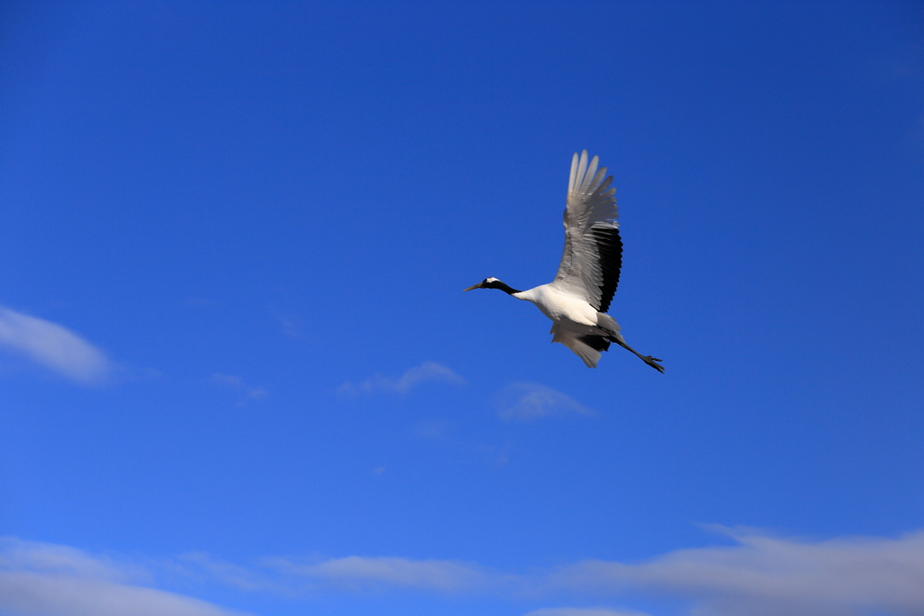 Red-crowned crane @tsurui village