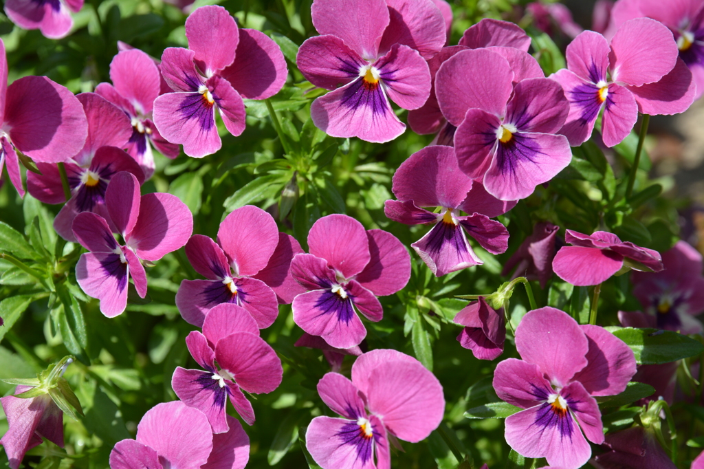 花