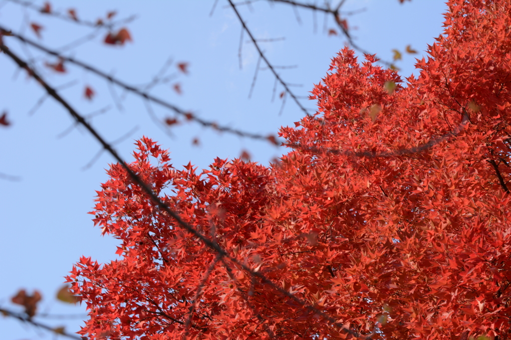 紅葉