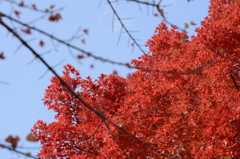 紅葉