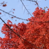 紅葉