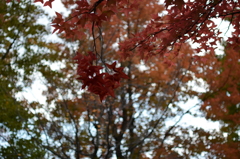 紅葉