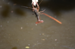 ザリガニ