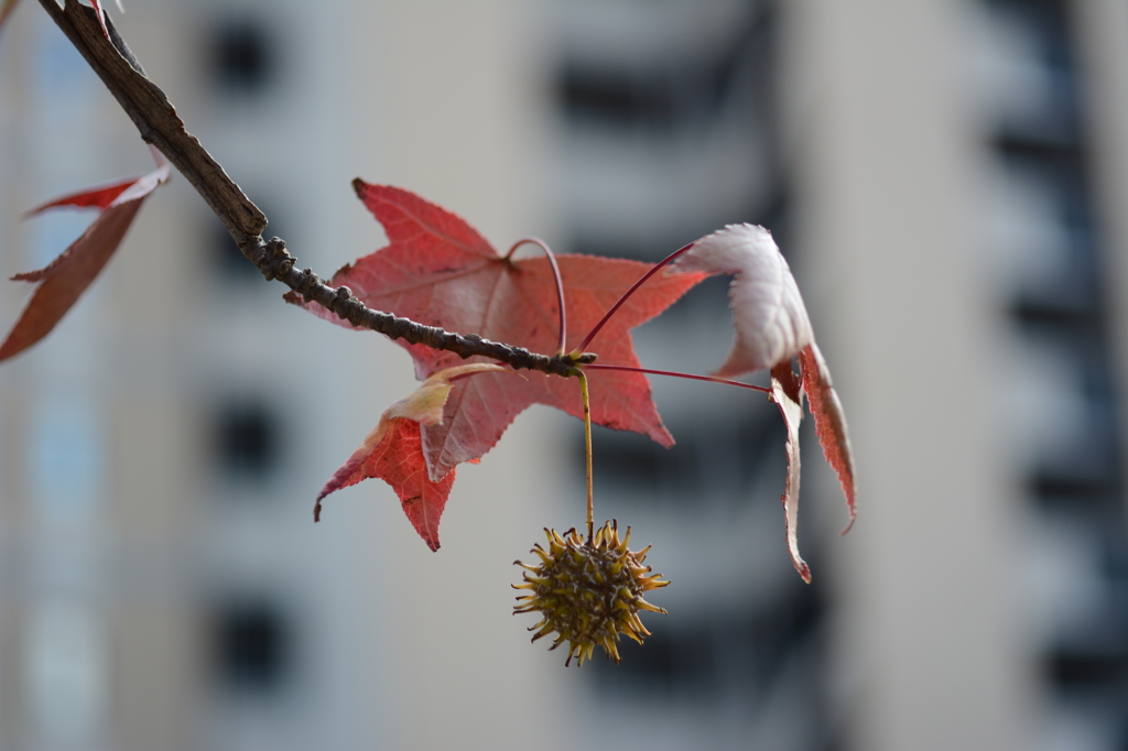 紅葉