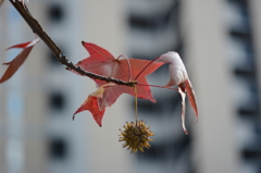 紅葉