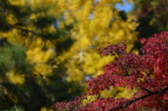 紅葉