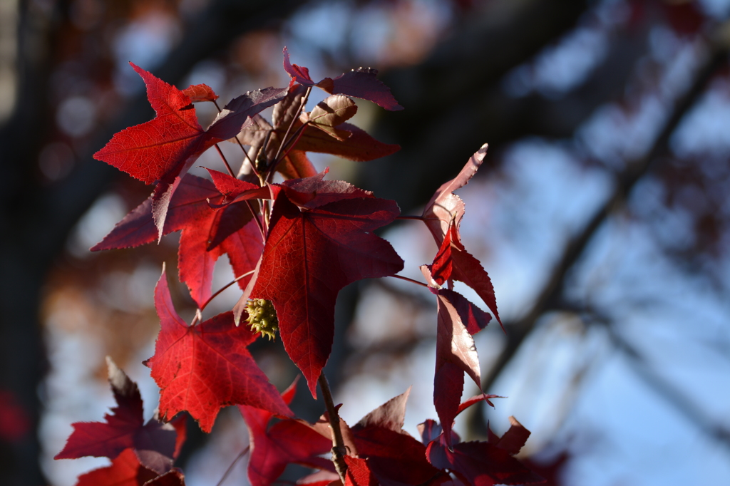 紅葉