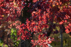 紅葉