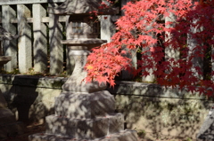 紅葉
