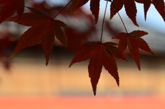 紅葉