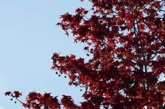 紅葉