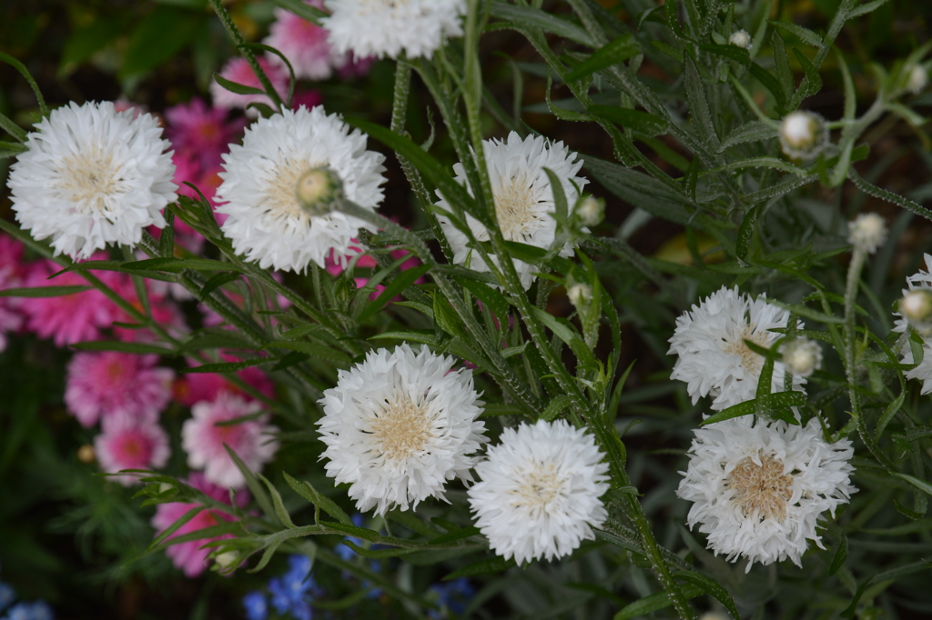 花