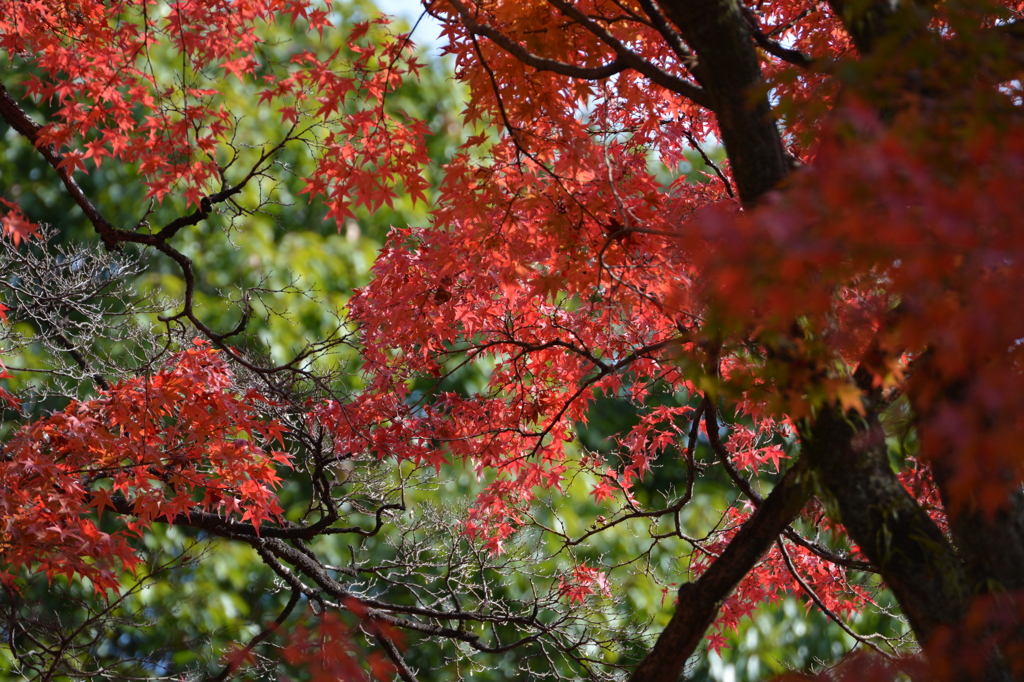 紅葉