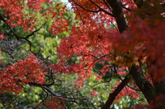 紅葉