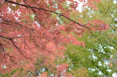 紅葉
