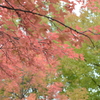 紅葉