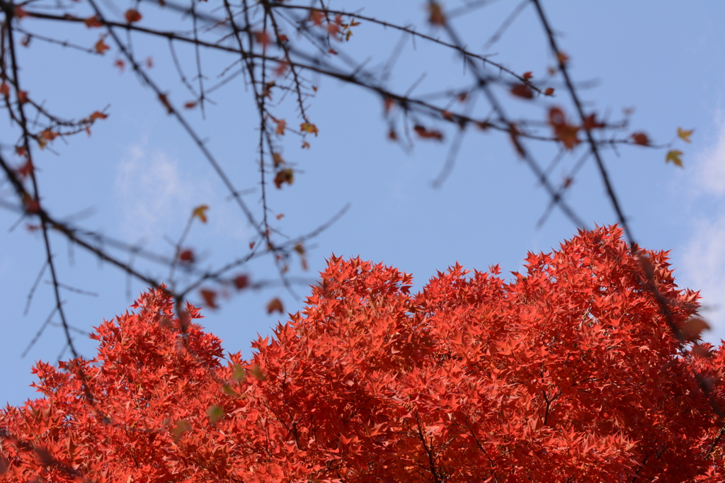 紅葉