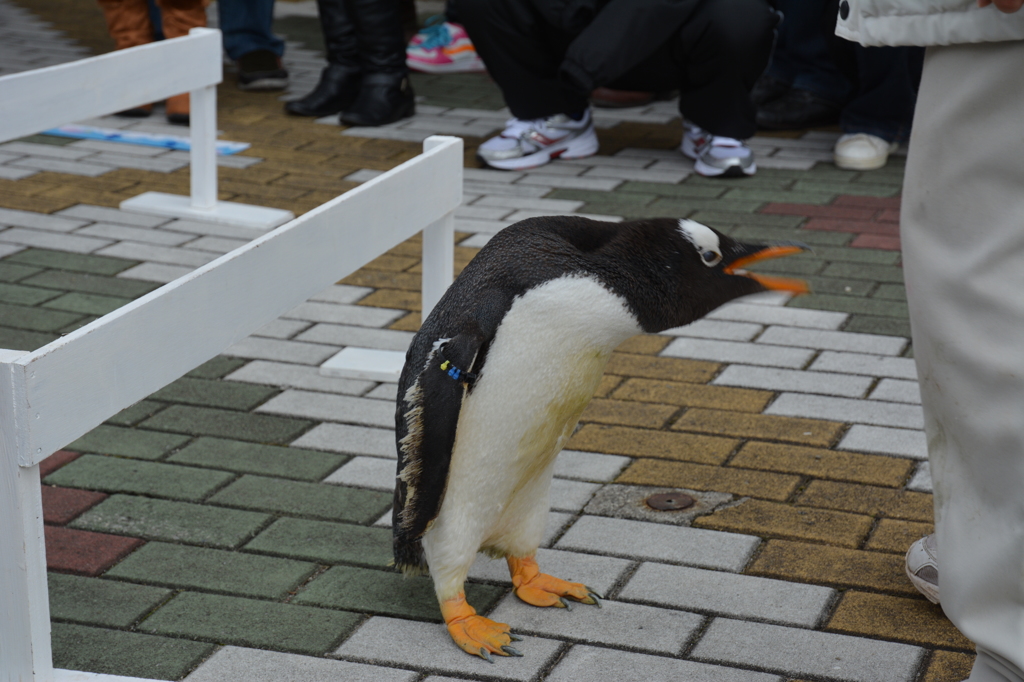 ペンギン君の抗議
