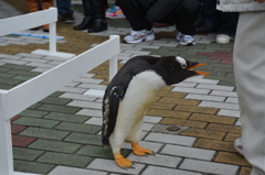 ペンギン君の抗議