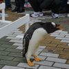 ペンギン君の抗議