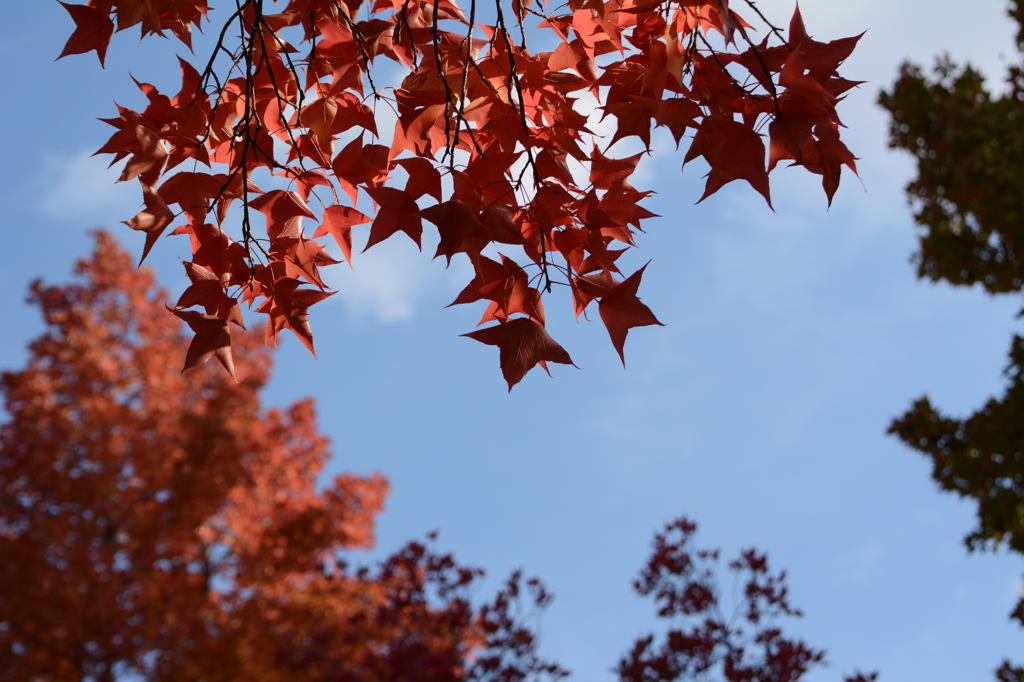 紅葉